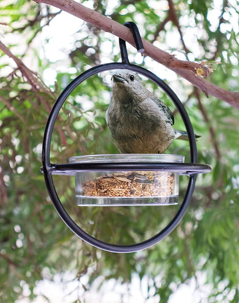 Zazu Black Steel Bird Feeder with Clear Bowl
